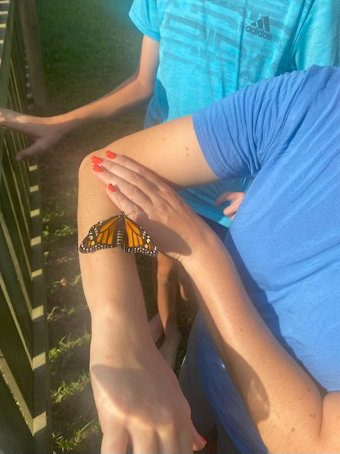 Butterfly.jpg