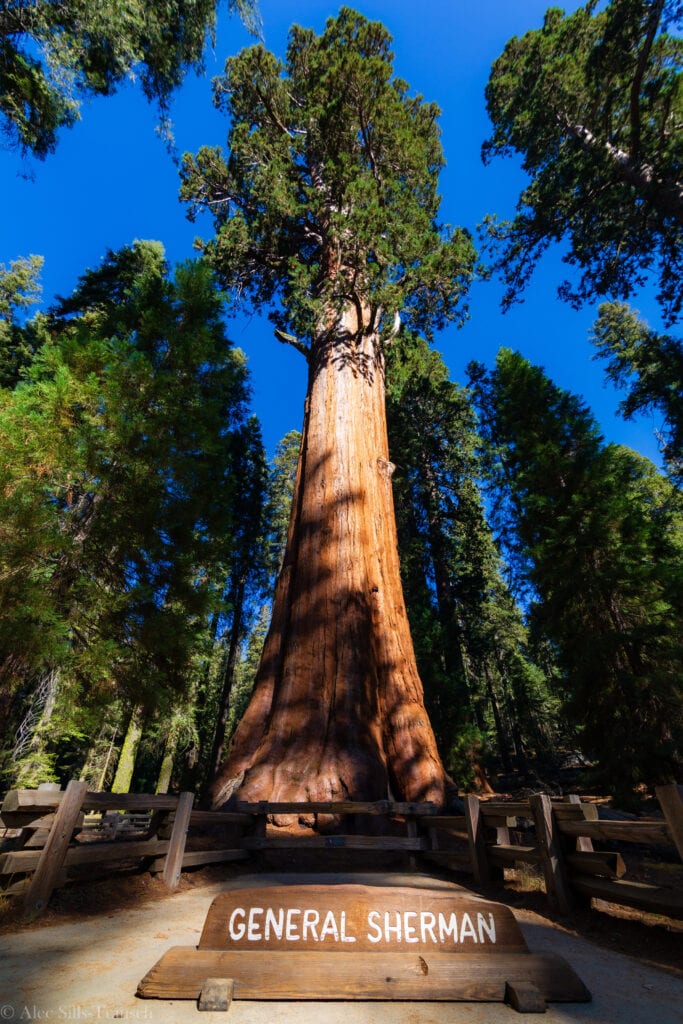 general-sherman-tree-6S7A9364-683x1024.jpg